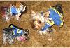 Cheerleader Yorkie-4-x-6-80-per.jpg