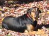 Cowboy LOVES playing outside with the leaves (new pics)-11-3-samps-600-x-450-.jpg
