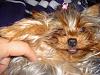 Does your Yorkie smile?-smile-2.jpg