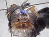 Does your Yorkie smile?-smiling.jpg