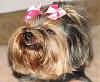 Does your Yorkie smile?-cheeeese.jpg