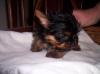 I might be getting another female Yorkie-00babygirl.jpg