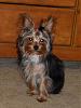 Anyone have a 5 or 6 months Yorkie??-l_1130e67f2204e49491281daa2238dd74.jpg