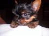 I might be getting another female Yorkie-babygirl2.jpg