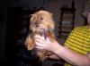 I might be getting another female Yorkie-babygirlsmommy.jpg