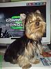 Anyone have a 5 or 6 months Yorkie??-goober_big_baby.jpg