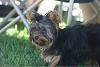 Anyone have a 5 or 6 months Yorkie??-aug31-047.jpg