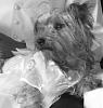 i got married and my yorkies were bridesmaids-dscf7464-1-1.jpg