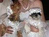 i got married and my yorkies were bridesmaids-th_pict0359.jpg