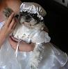 i got married and my yorkies were bridesmaids-pict0354-1.jpg