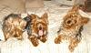 yorkie vs. silky terrier-dsc00219.jpg
