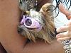 Sunglasses for yorkies-glory-glasses.jpg