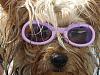 Sunglasses for yorkies-lexie-glasses.jpg