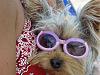 Sunglasses for yorkies-molly-glasses.jpg