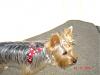 yorkie vs. silky terrier-dsc02932.jpg