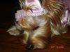 yorkie vs. silky terrier-dsc03148.jpg