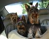 If you have 2 dogs what do you use to restrain them in the car?-play-dates-038r.jpg