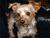Petfinder Contest for Yorkie Rescue me-maggie2.jpg