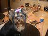 Roxie Loves the Doggy Doo bows-gatekeeper-020-600-x-450-.jpg