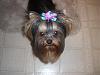 Roxie Loves the Doggy Doo bows-gatekeeper-026-600-x-450-.jpg