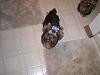 Roxie Loves the Doggy Doo bows-gatekeeper-027-600-x-450-.jpg