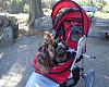Lg Carrier vs Stroller....Argh!  What do you suggest?-play-dates-022r.jpg