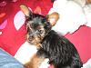 New Baby Yorkie-mahina.jpg