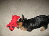 New Baby Yorkie-mahinatoy.jpg