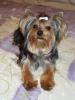 Tori is so not a binki baby...-457612762cspcrn_ph.jpg