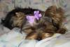 Tori is so not a binki baby...-376084014wnoqkm_ph.jpg