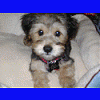 poodle & yorkie-anigif3.gif