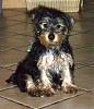 poodle & yorkie-johnnypup.jpg