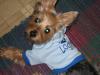 Barkin Dog Clothes!-new-shirts-toy-005.jpg