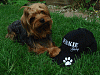 Credit Card for My Yorkie Girl and My Yorkie Cap-capnjyorkie2.gif