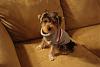 Puppy sweaters for winter-grey-sweater-1.jpg