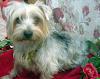 Yorkie Lost at DFW airport-daisee.jpg