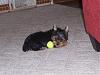 getting our new puppy tonight-100_3670.jpg