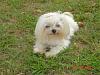 Maltese-mypics427.jpg