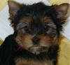 We Have A New Fur Baby!!-bella-25204.jpg