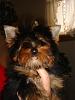 baby yorkie sticks her tongue out-bugs-male.jpg