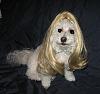 What are your pups going to be for Halloween?-tn_lacywig.jpg