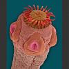 To Kiss or not to Kiss???-tapeworm.jpg