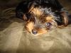 Bailey Madison Now 8 Weeks-2bailey9-21.jpg