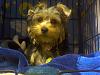 Is it just me, or are yorkies really smart!?-l_0566f48509ba878c2fb8eb3a4eb80cde.jpg