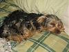 Is it just me, or are yorkies really smart!?-l_e5c6f09eb3c6dfd5eeb670396cab1507.jpg