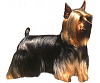 Yorkie vs Silky: 2 Different Breeds?-silky.png