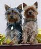 Yorkie vs Silky: 2 Different Breeds?-buddy-lily-.jpg