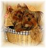 Yorkie vs Silky: 2 Different Breeds?-lily-rosie-1yr.jpg