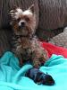 Yorkie vs Silky: 2 Different Breeds?-lily-holly.jpg