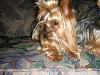 I have my Yorkies!-ritz-compressed.jpg